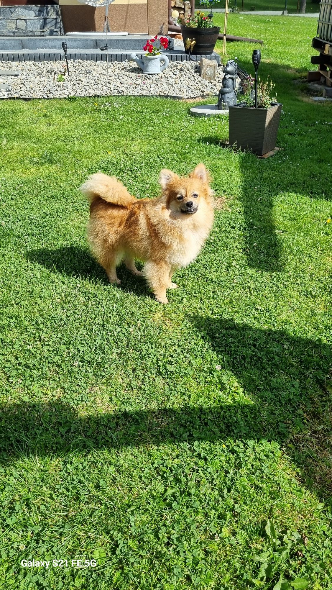 Piękna sunia  rasy szpic miniaturowy pomeranian.