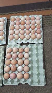Опт, розничная цена инкубационное яйцо мясо-яичные, несушки