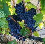 Uvas para Vinho Tinto
