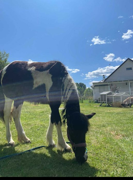 Przepiękna klacz srokata tinker z kucem walijskim