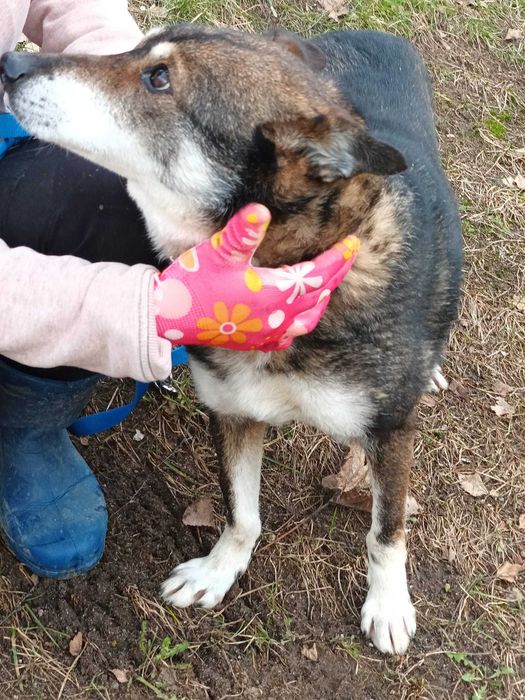 17 letni Pimpek - czy zdąży do domu ?