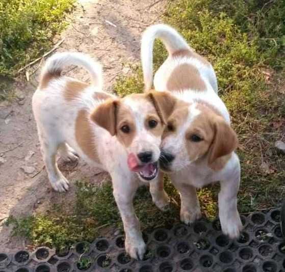 Хлопчик Джек Рассел