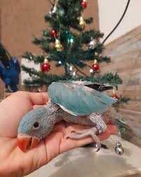 Ring neck bebê,domésticaddo, selvagem