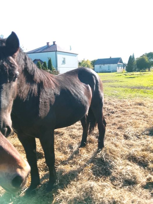 Sprzedam klacz, wiek ok 20 mscy