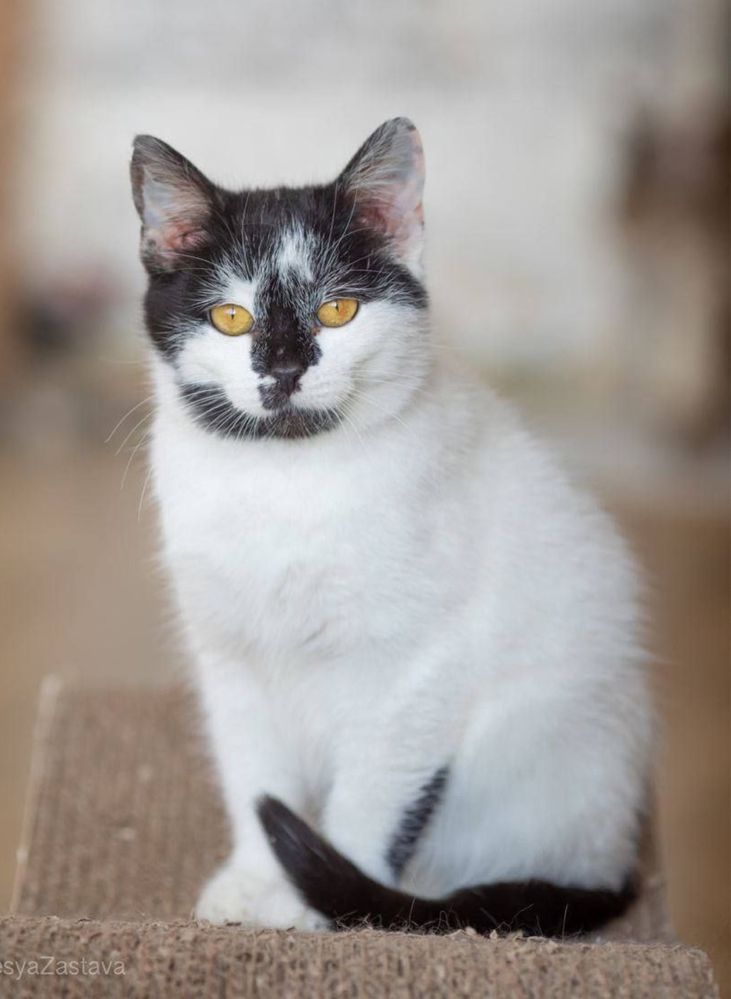 Анчоус, 1 год, котенок с Бахмута, спасли