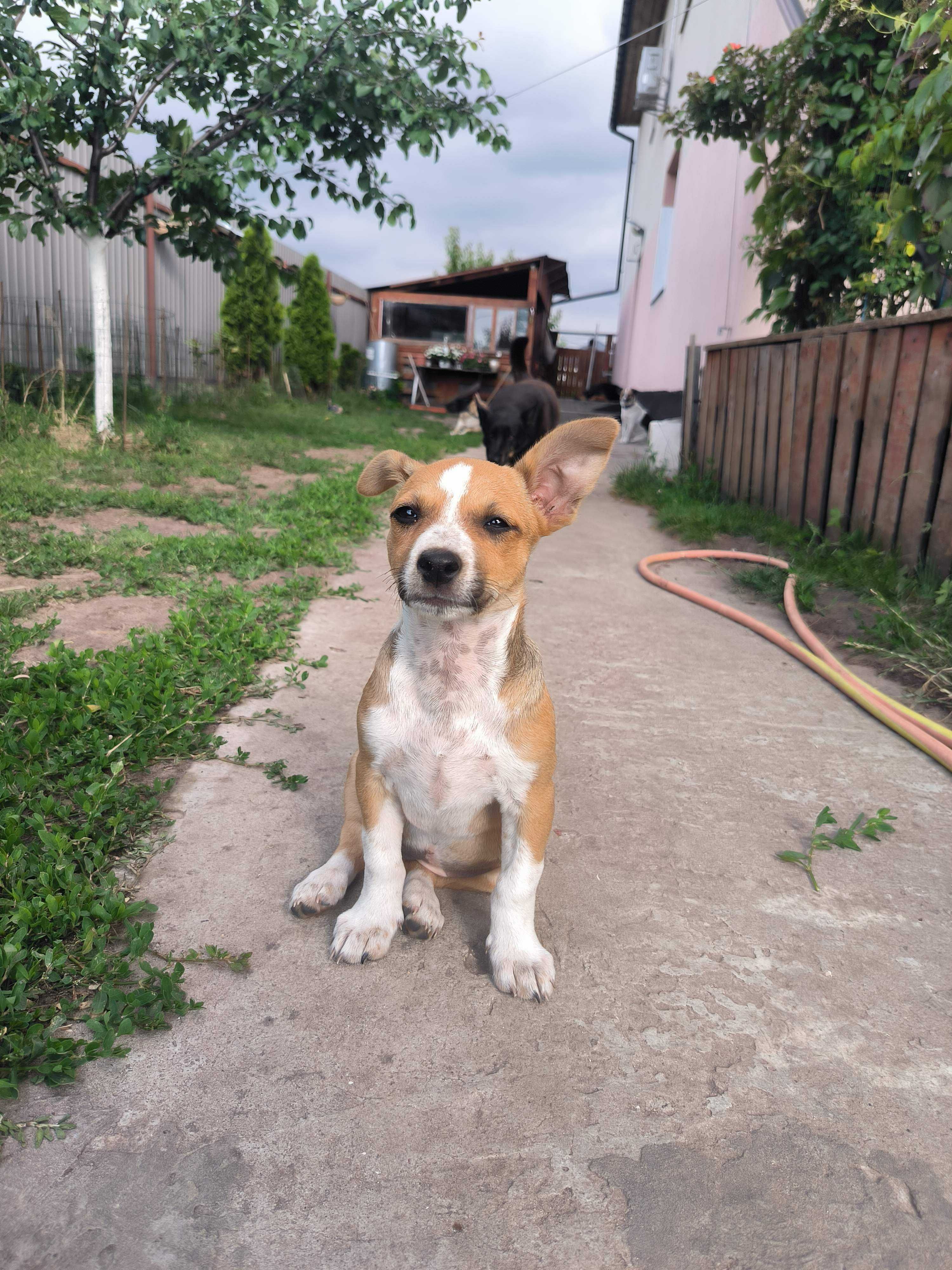 Цуценята безкоштовно