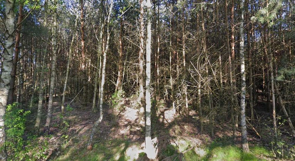 Sprzedam drewno sosnowe na pniu