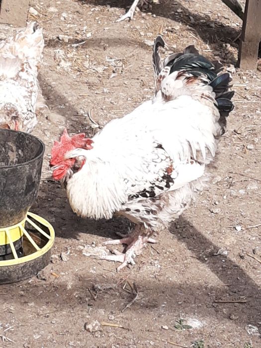 Koguty Wandoty Olbrzymie