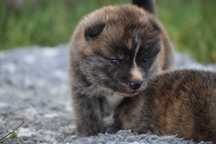 Akita, Akita Inu, Akita Japońska - suczka FCI/ZKwP pręgowana