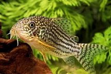 Corydoras Sterbai