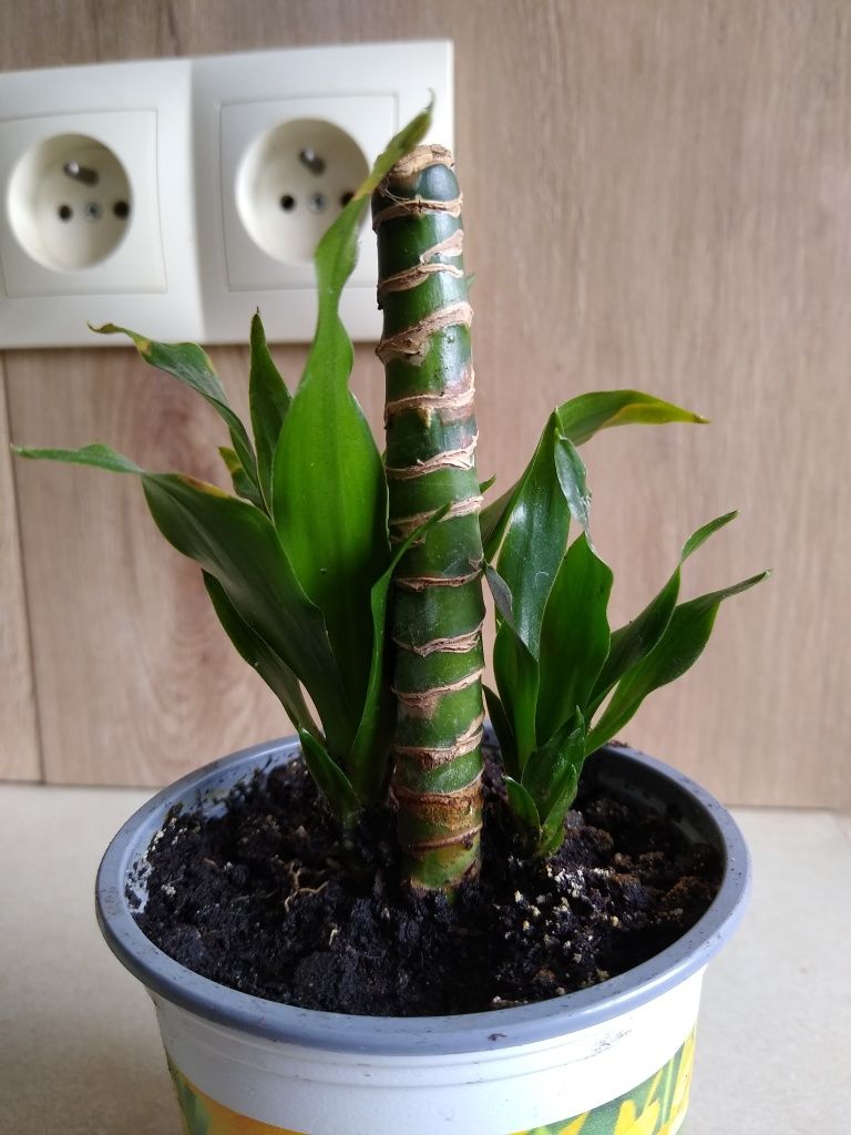 Dracena compacta