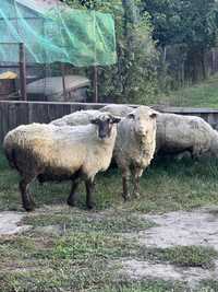 ПРОДАМ барани і вівці
