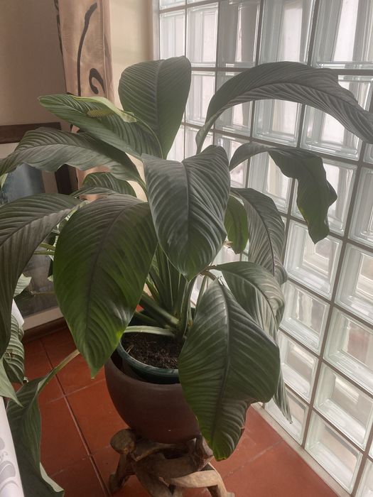 Lírio da paz envasada