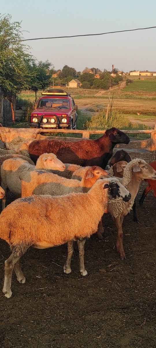 Продам ГИСАРСКОГО (Курдючного)  барана