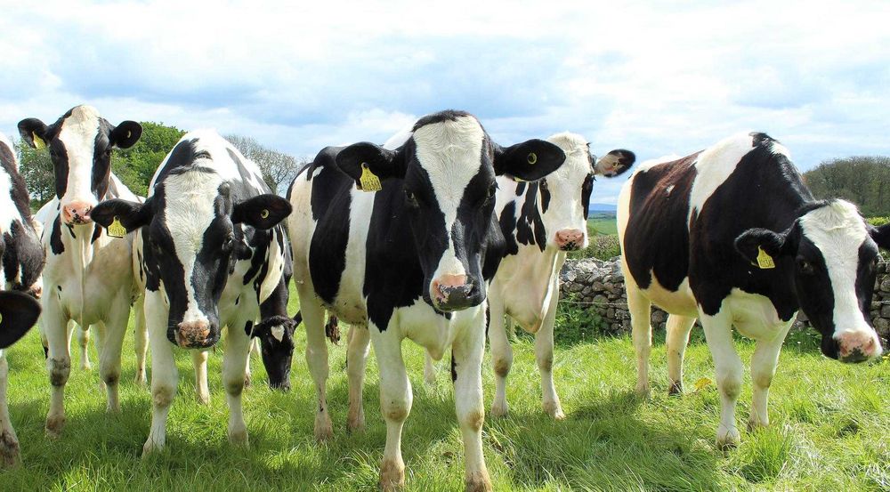 Delicja – przygotowanie do laktacji GRUPA AGROCENTRUM krowy mleczne