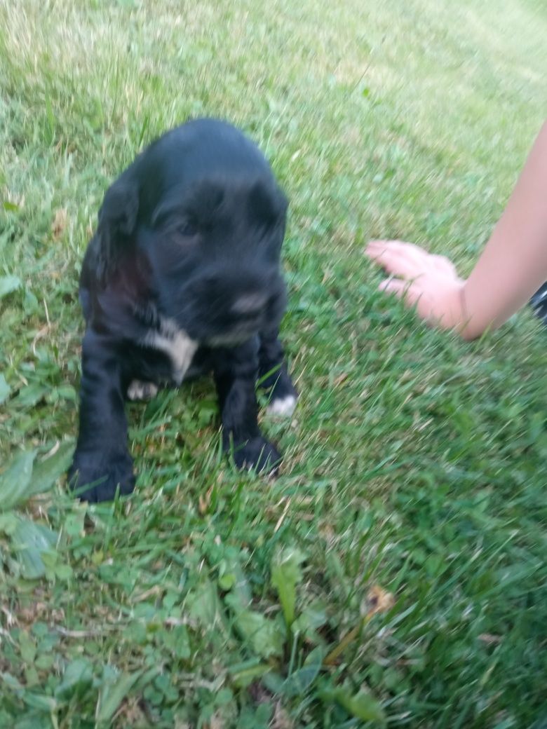 Pies Cockier Spaniel Angielski