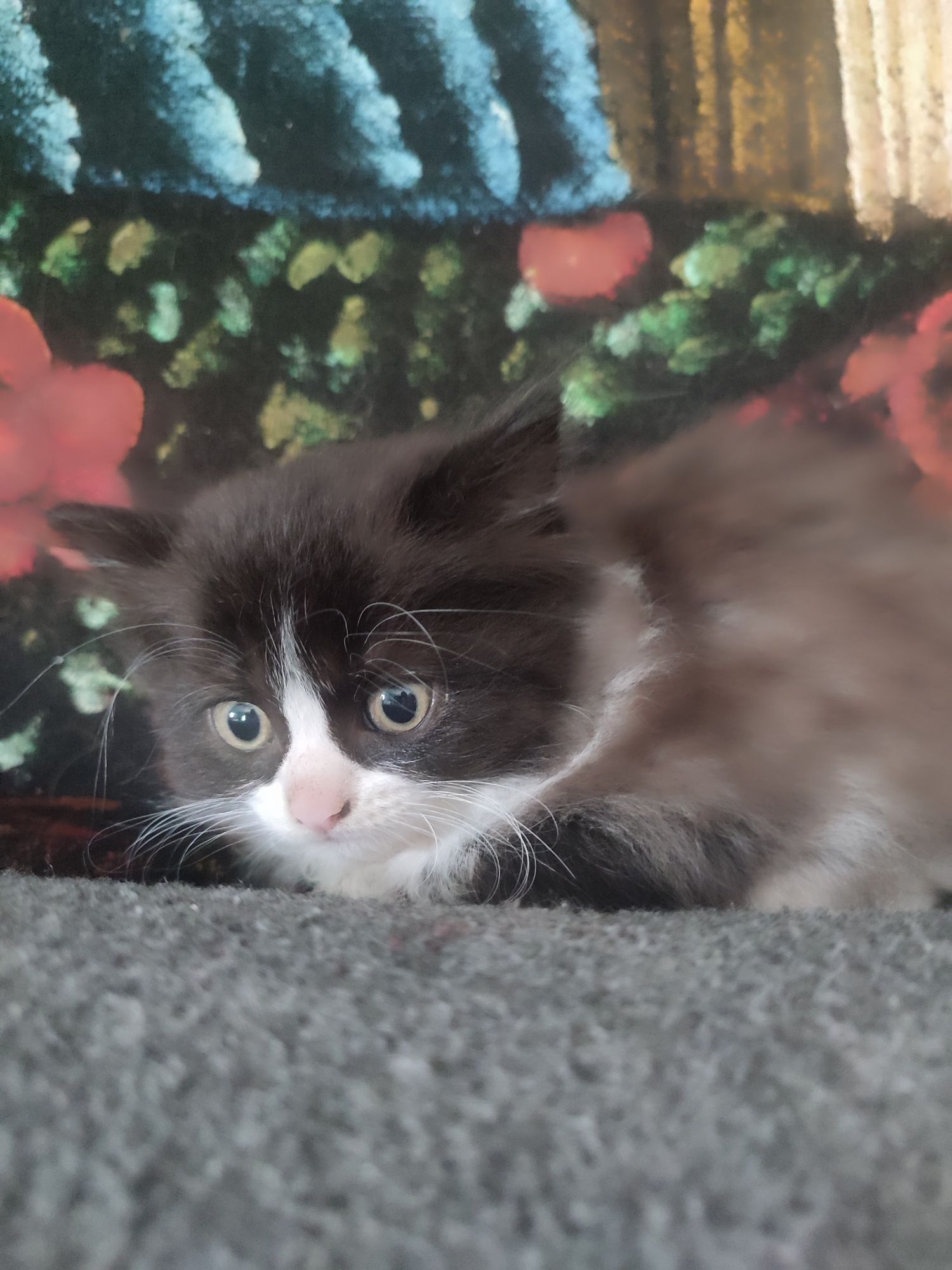 Котик,кот пушистый бесплатно