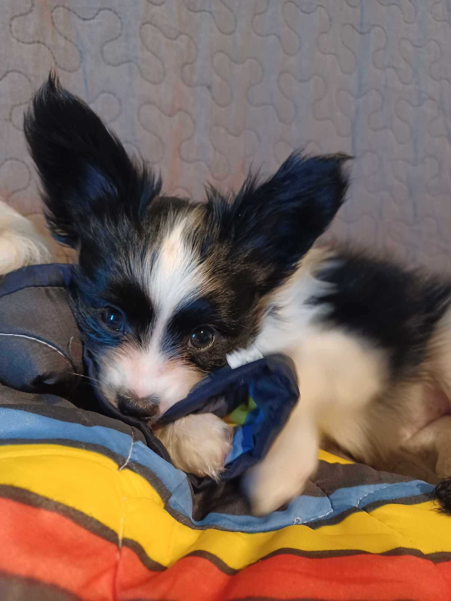 Papillon piesek ZKwP