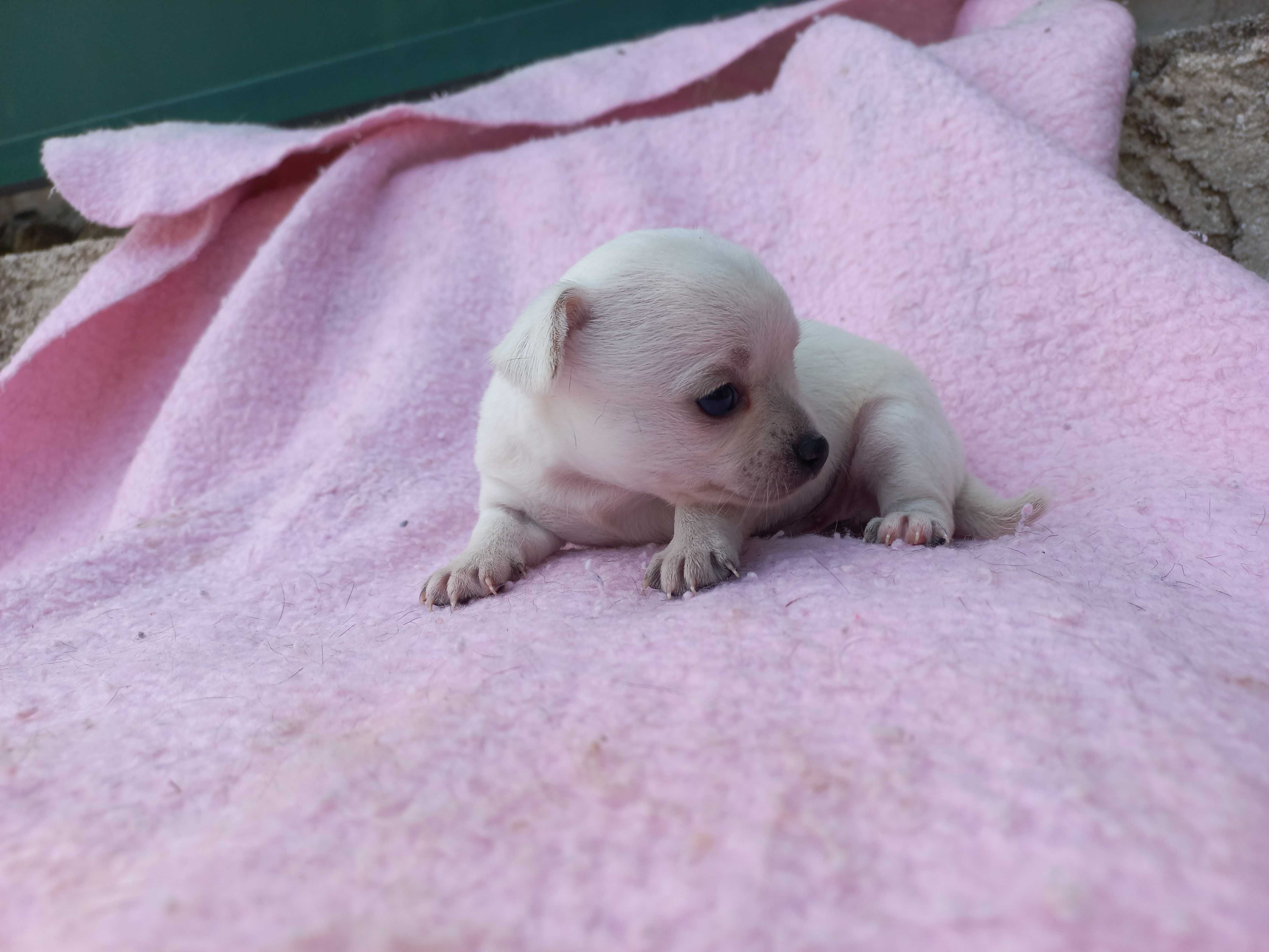 Chihuahua Miniatura