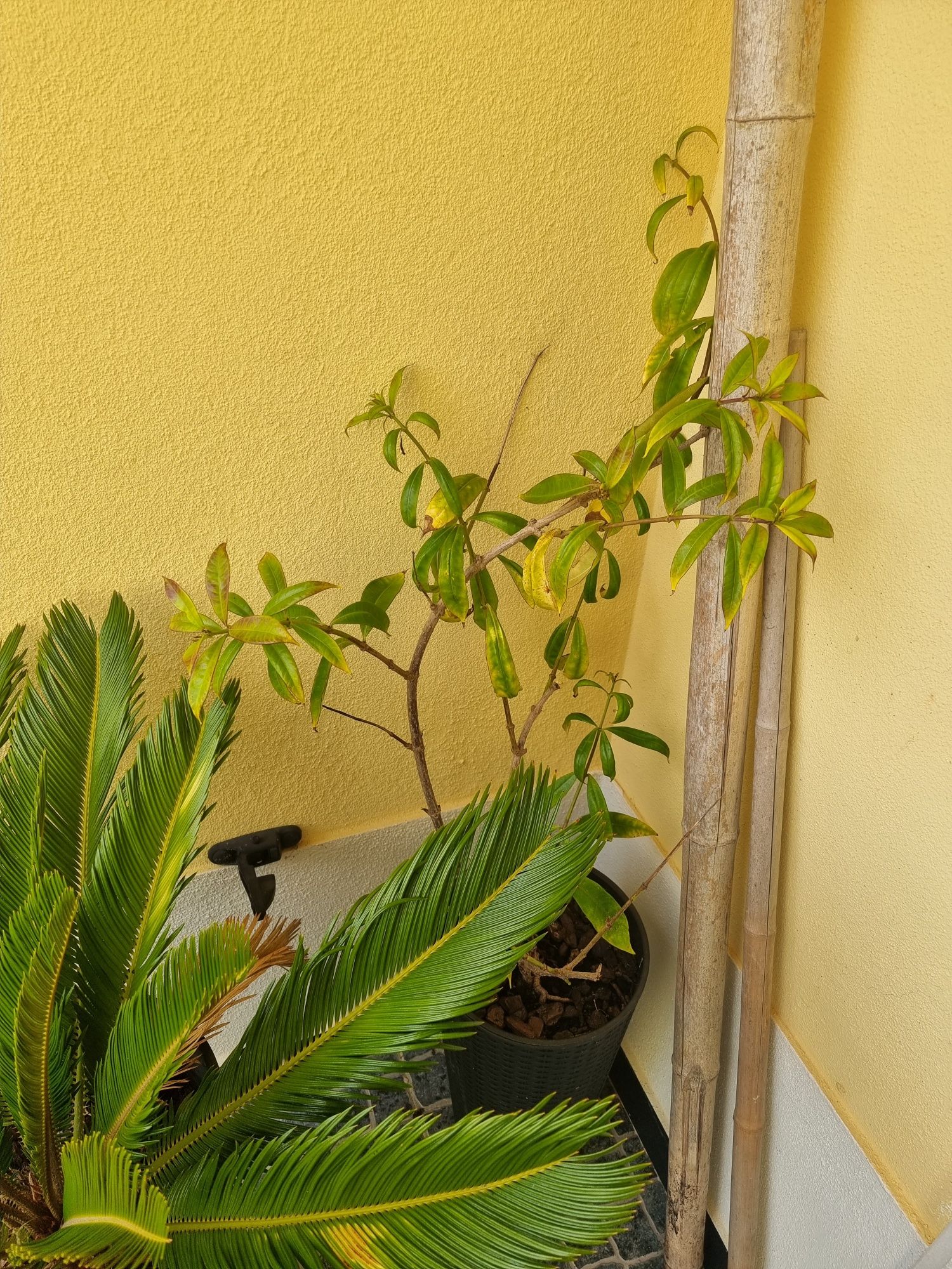 Planta com vaso - Allamanda de flores Amarelas