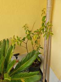 Planta com vaso - Allamanda de flores Amarelas