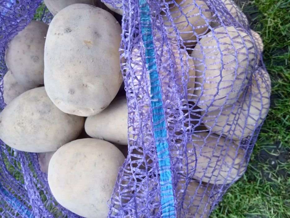 Продам картоплю.