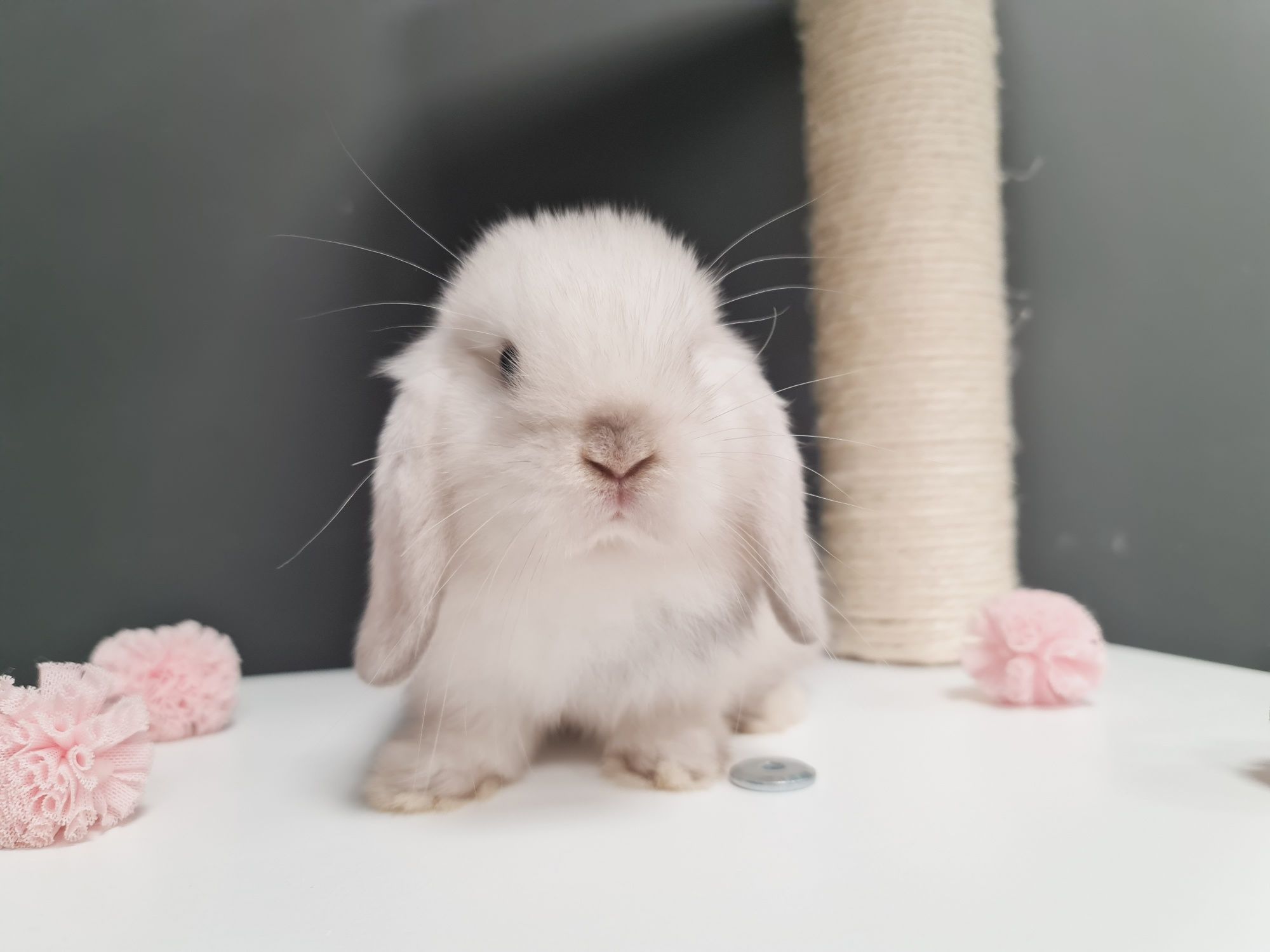 Mini lop, królik króliczek miniaturka legalna hodowla