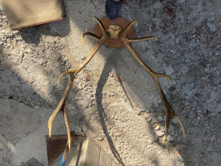 Рога оленя настеные