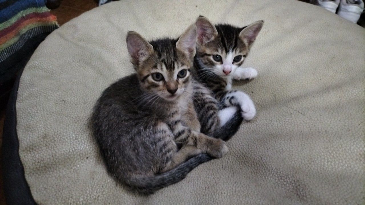 Gatinhos para adoção