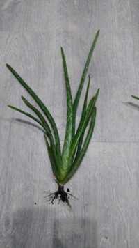 Aloe vera Aloes leczniczy