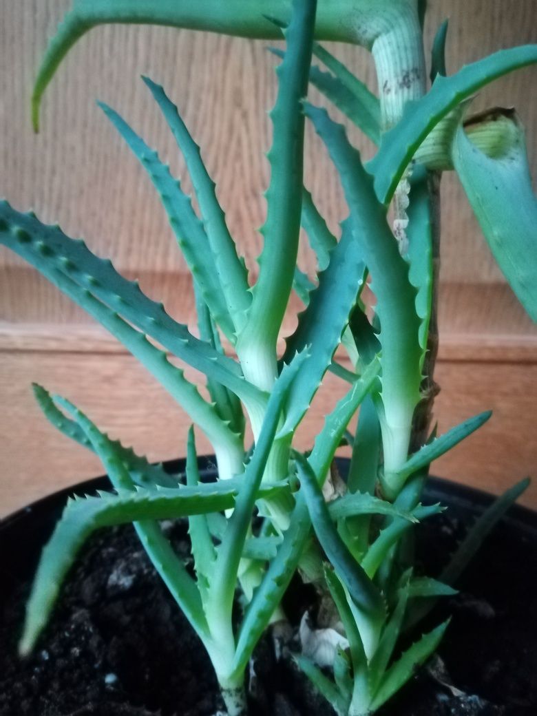 Aloes leczniczy 80 cm