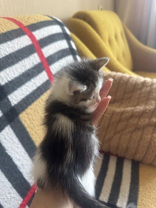 Віддам кошенят у добрі руки ! Безкоштоано !