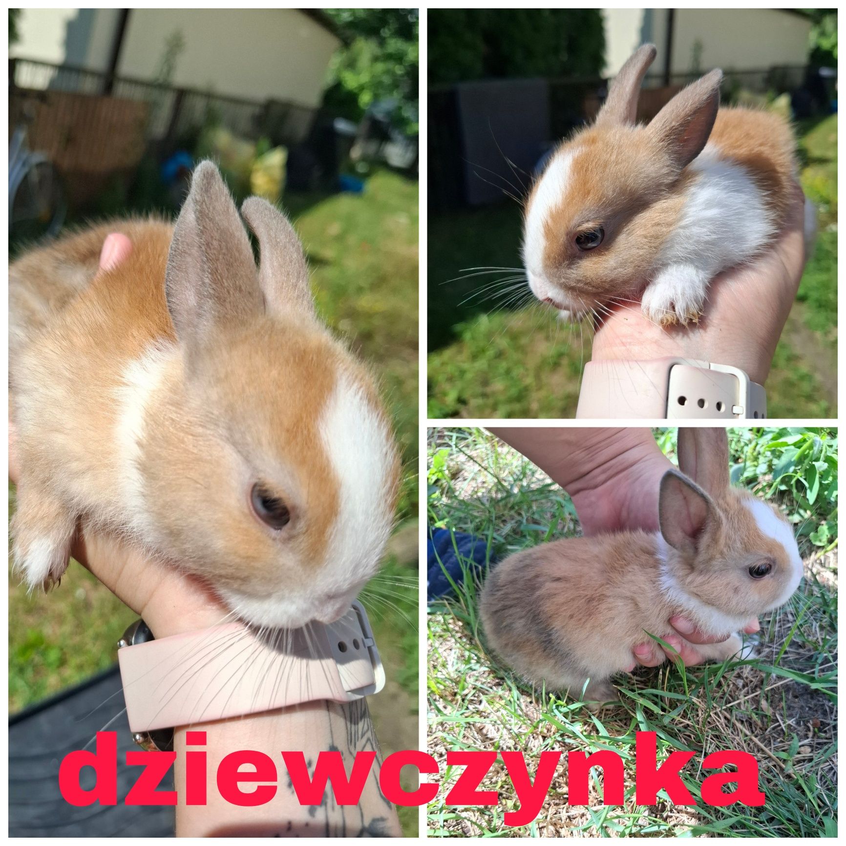 Króliczki miniaturki