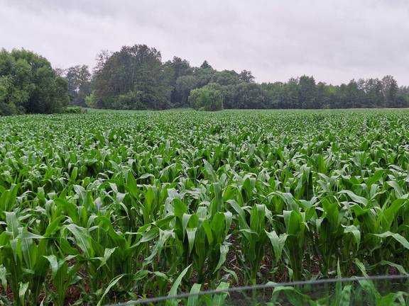 Sprzedam kukurydze na kiszonke 3.5ha