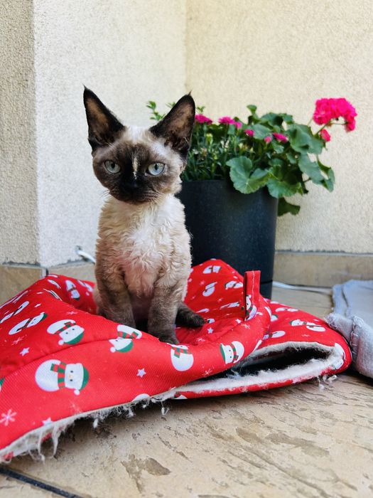 Devon rex kotka