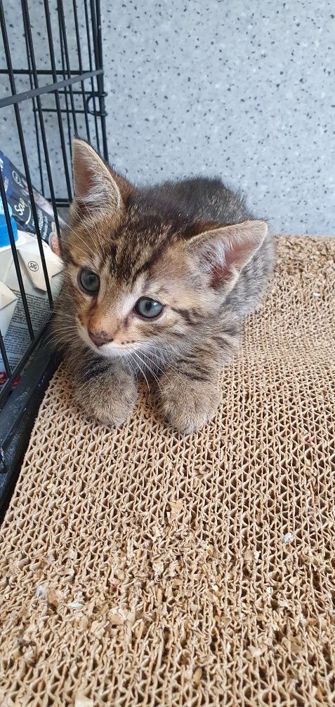 Koteczek do adopcji
