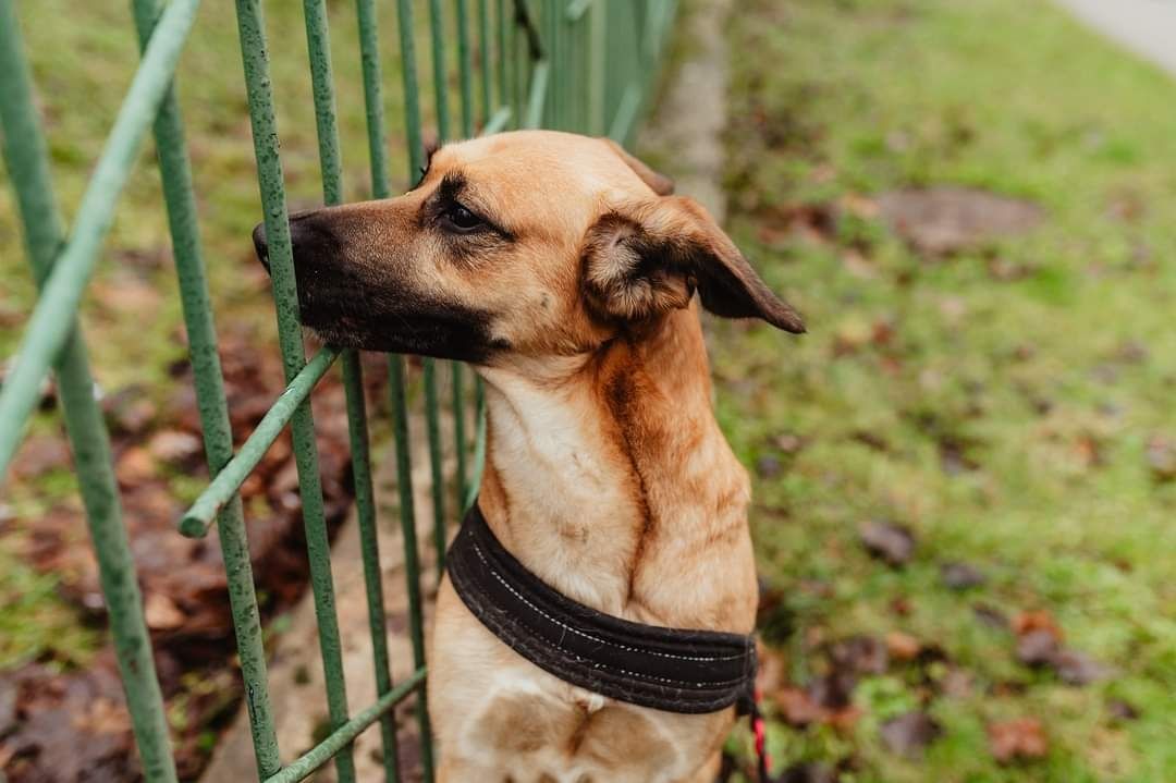 Będzie najlepszym przyjacielem, tylko daj mu szanse