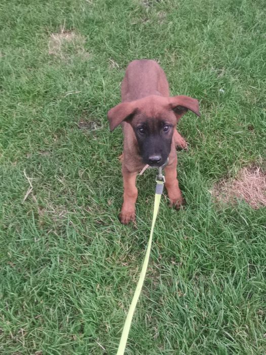 Owczarek Belgijski stróżujący