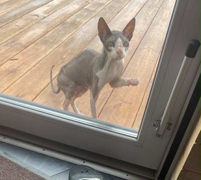 Котята в хорошие руки