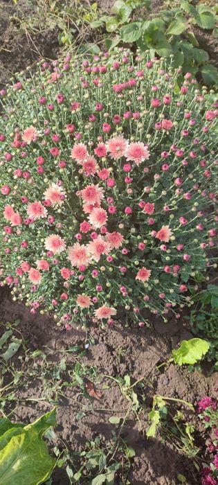 Хризантеми мультифлора