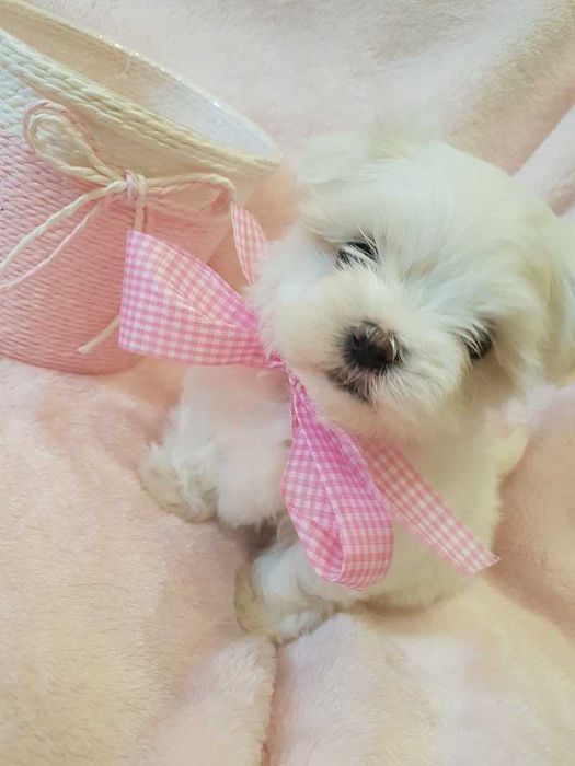 Mini Maltańczyk Piesek, rodowód, chip . Czysto biały.