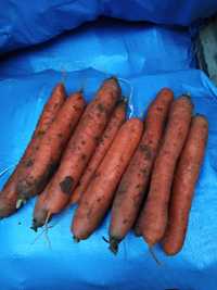 Marchew, ziemniaki, buraki, dostawa od 500 kg
Jęczmień, pszenica,