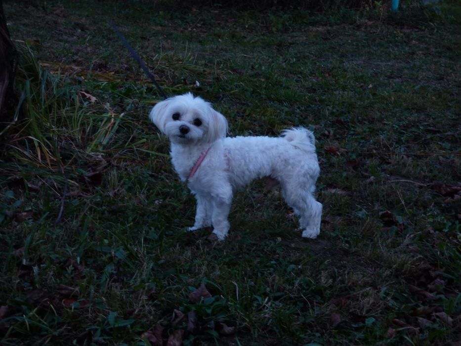 Szczeniaki Maltańczyk 8tyg