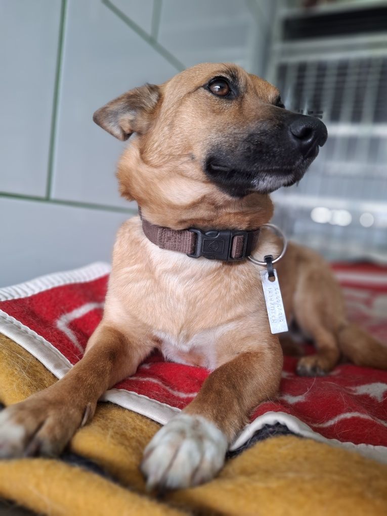 Irenka- słodka roczna sunia do adopcji