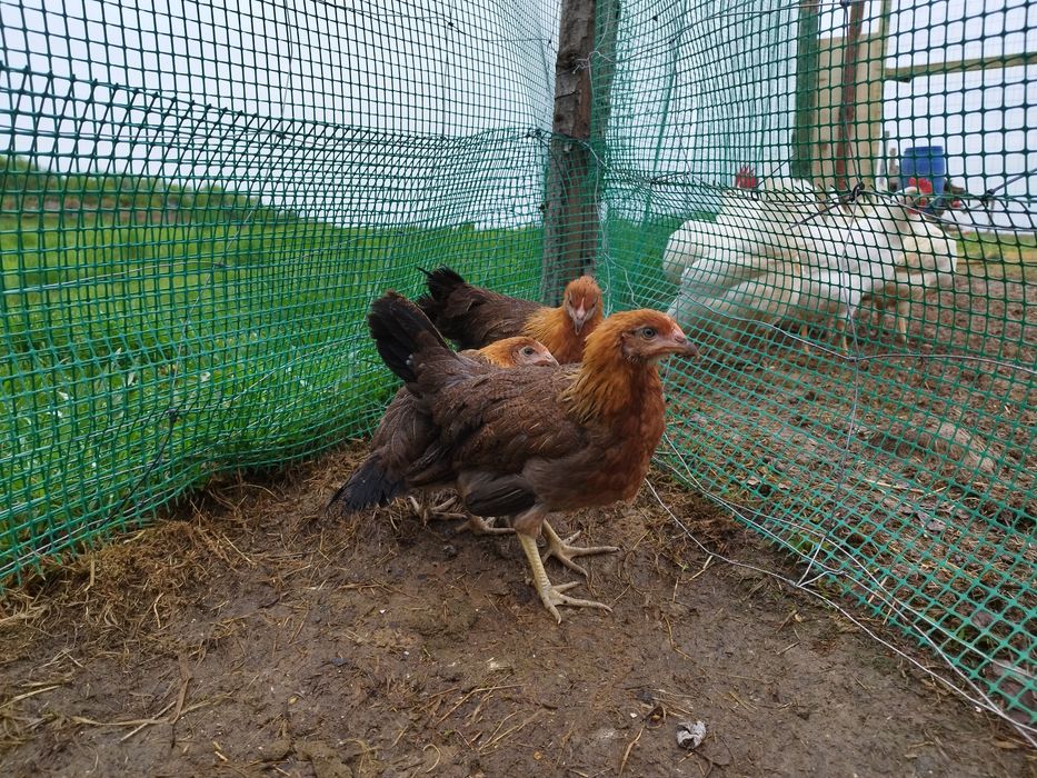 Jaja kurze, kacze, gesie