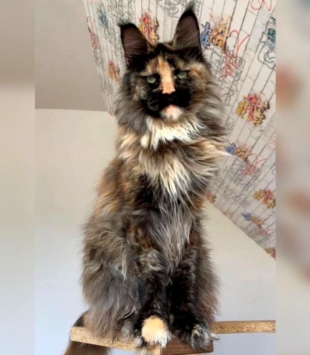 Детки мейн-кун, есть мальчики и девочки