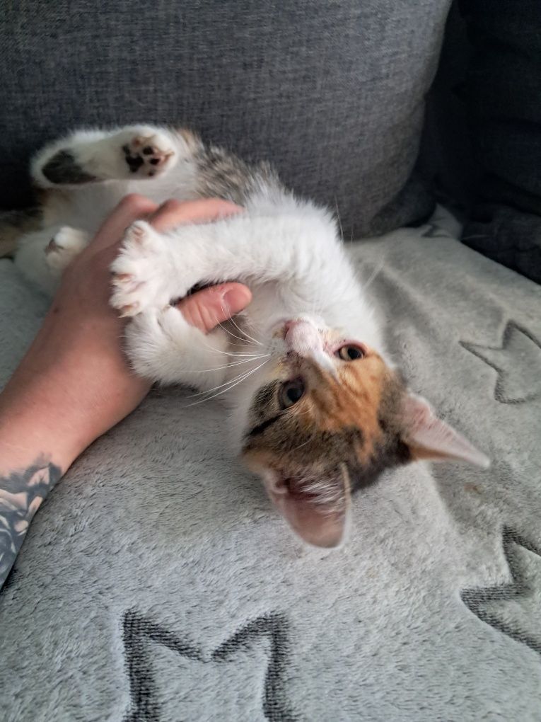 Kotka do adopcji