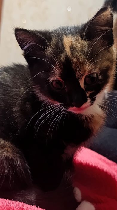 Мішa шукає свою найкращу сім’ю!