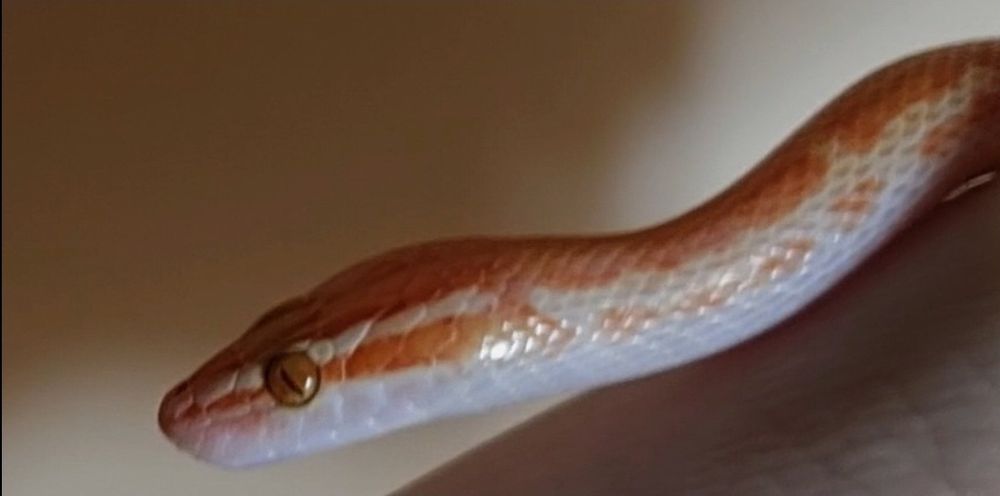 Wąż mahoniowy albino samiec