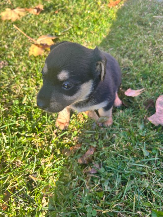 Oddam pieski w dobre ręce